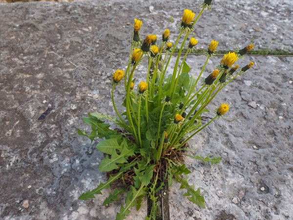 Yellow common Dandelion flower