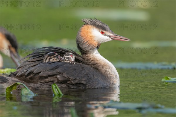 Great Crested Grebe