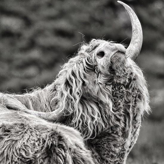 Scottish Highland Cattle