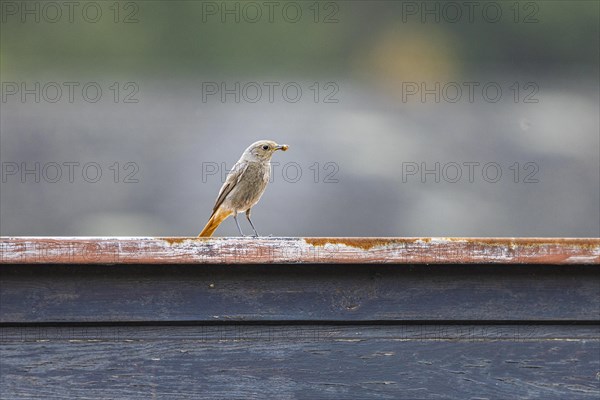 Black Redstart