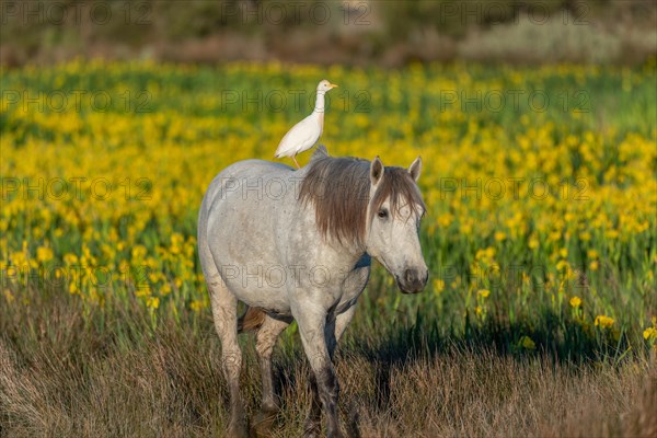 Camargue horse and cattle
