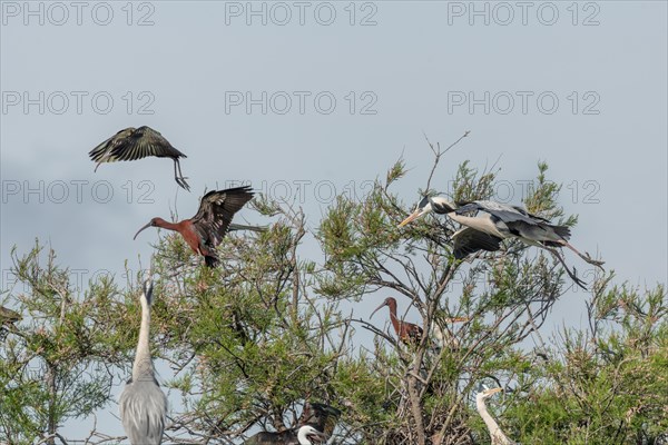 Glossy Ibis