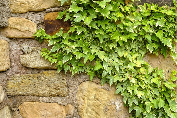 Old walls overgrown with ivy