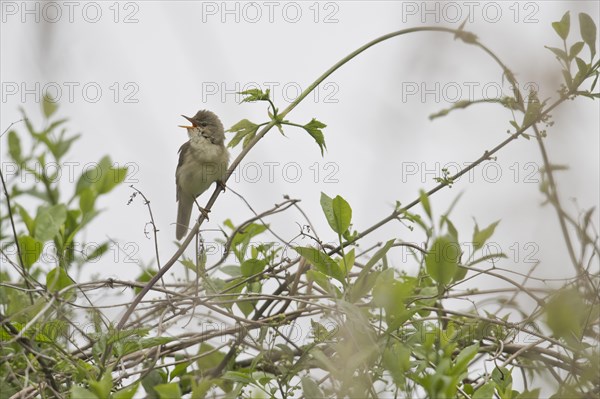 Reed warbler