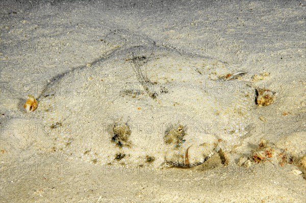 Tropical flounder