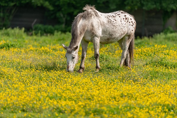 Horse in a green pasture filled with yellow buttercups. Bas-Rhin