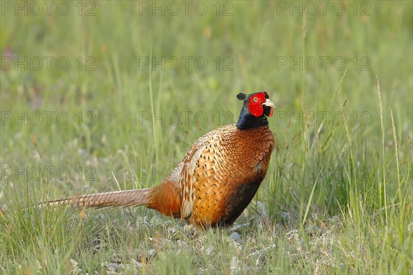 Pheasant