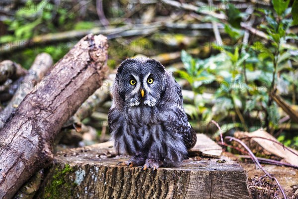 Great Grey Owl