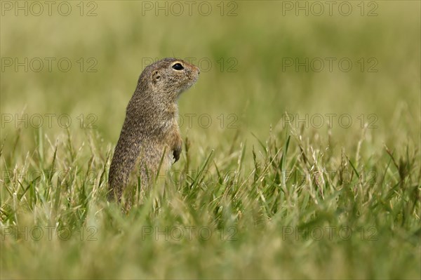 Gopher