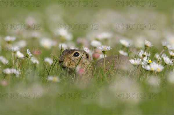 Gopher