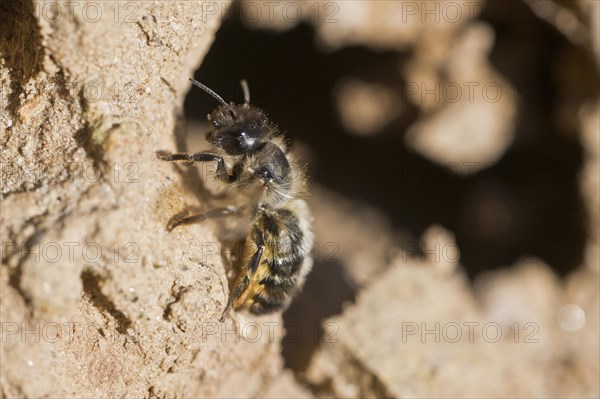 Common narrow bee