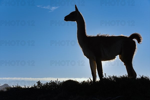 Guanaco