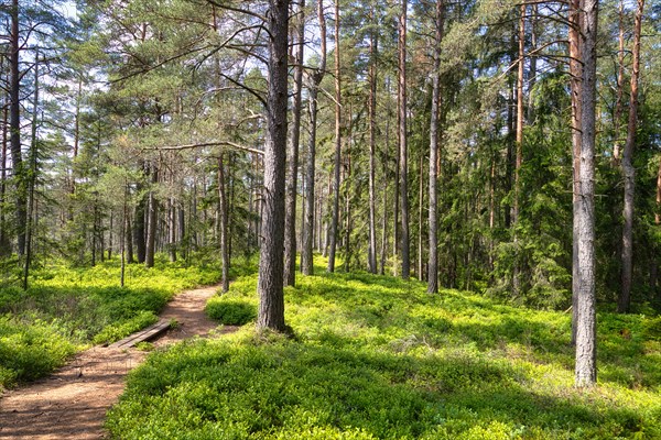 Trees in Store Mosse National Park