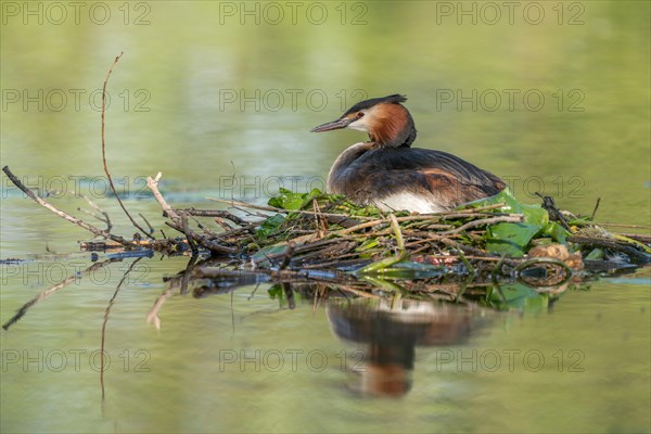 Great Crested Grebe