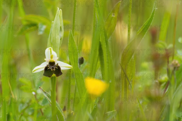 Flower of the late spider-orchid