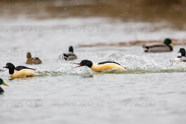 Common merganser