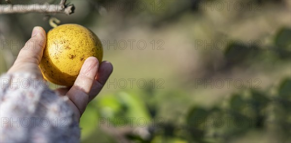 Close up of a woman hand harvesting ripe lemons. copy space