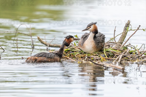 Great Crested Grebe