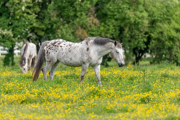 Horse in a green pasture filled with yellow buttercups. Bas-Rhin