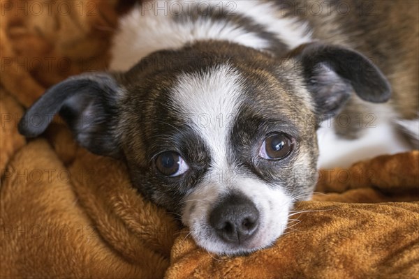 Small Chihuahua dog on blanket