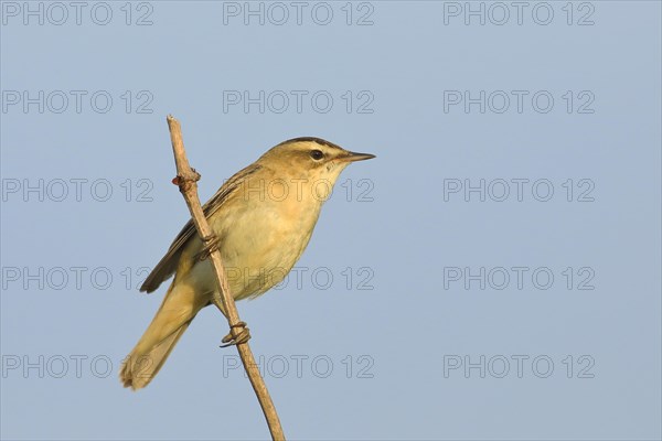 Sedge warbler