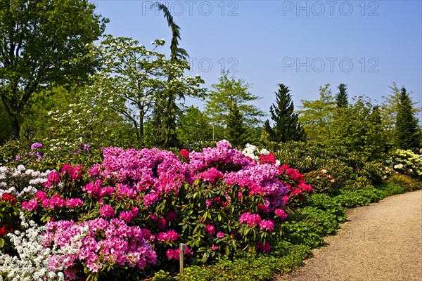 Rhododendrons