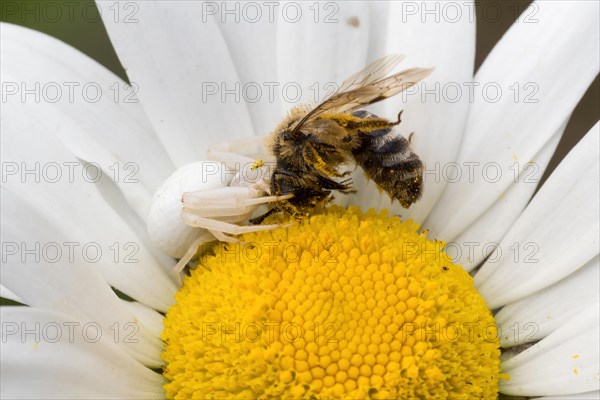 Goldenrod crab spider