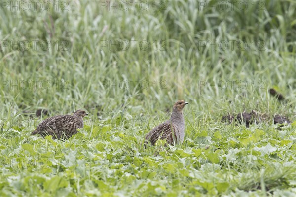 Gray partridges