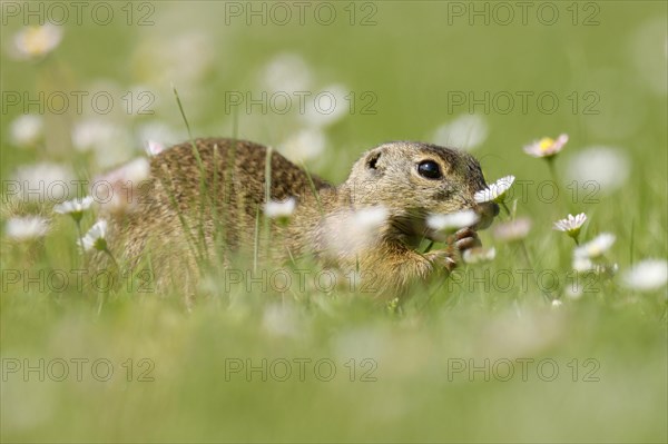 Gopher