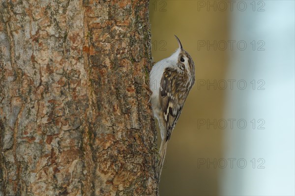 Eurasian treecreeper