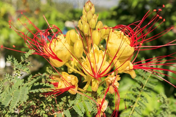 Bird of Paradise Bush