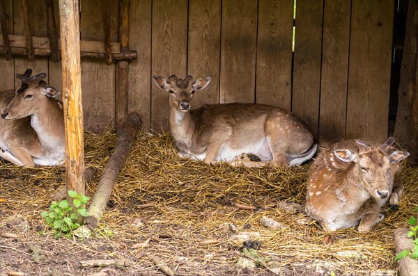 Red deer in an open pen in a game reserve