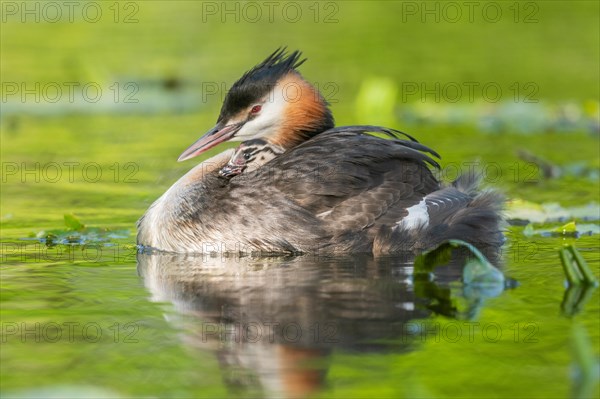 Great Crested Grebe