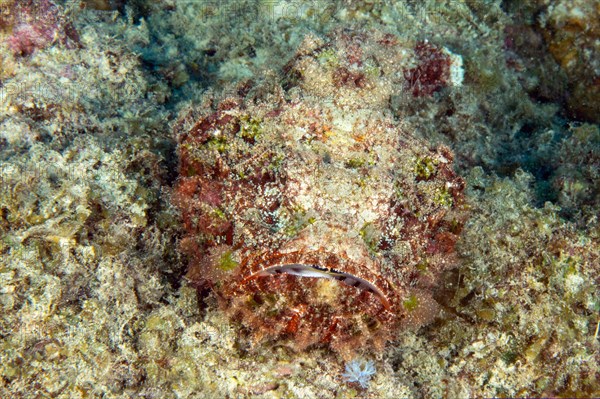 False stonefish