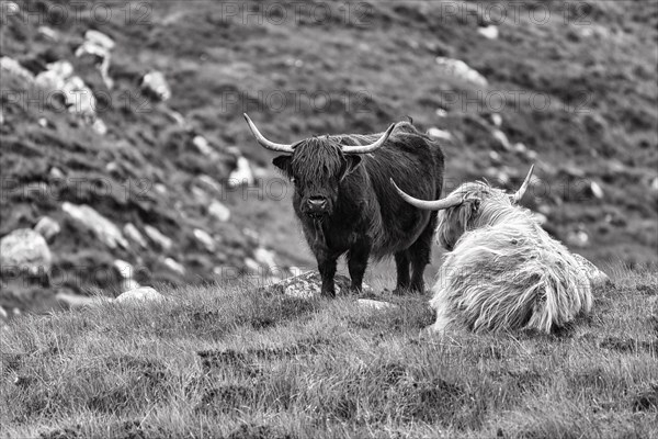 Scottish Highland Cattle