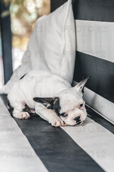 Little cute French bulldog with branch in its mouth on a garden chair