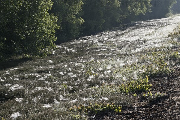 Dove-covered spider webs in ground vegetation