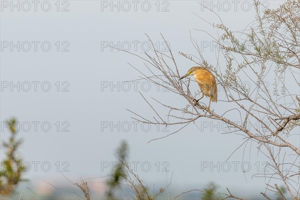 Squacco Heron