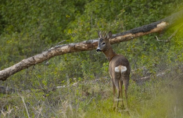 European roe deer