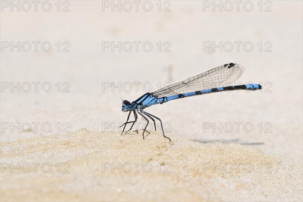 Common blue damselfly