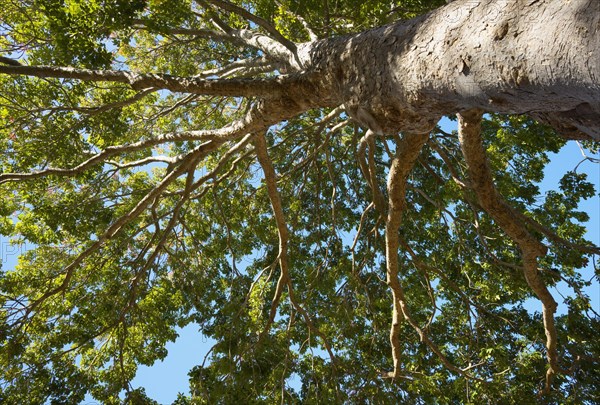 Red Mahogany tree