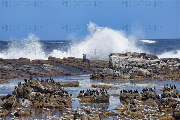 Cape of Good Hope