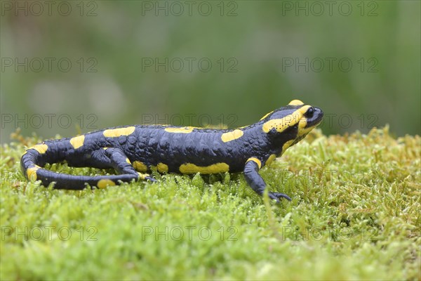 Fire salamander