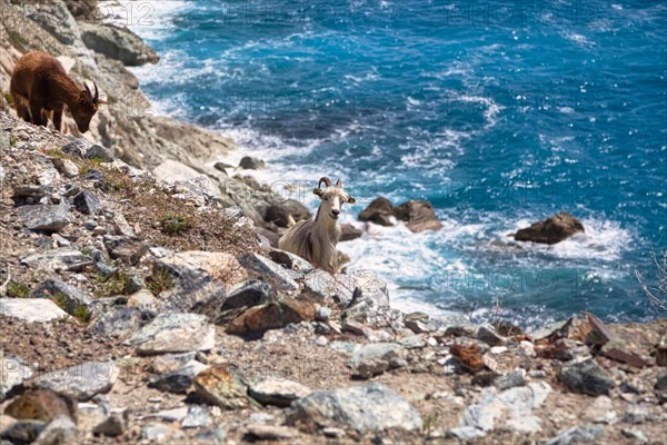 Corsican goats at Cap Corse