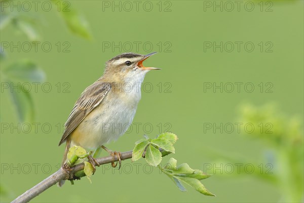 Sedge warbler