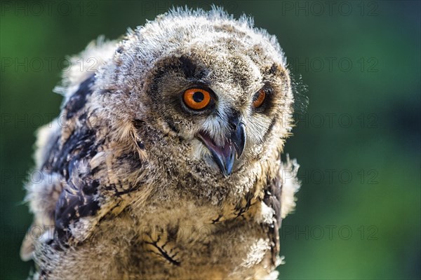 Eurasian eagle-owl