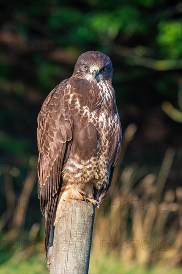 Common buzzard