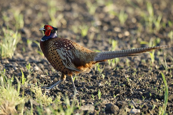 Pheasant