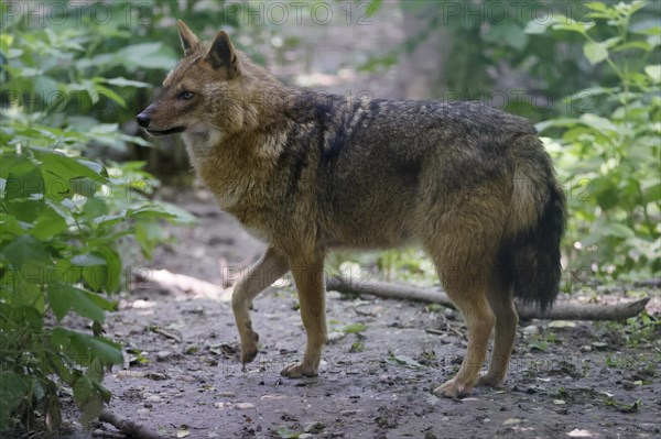 Golden jackal