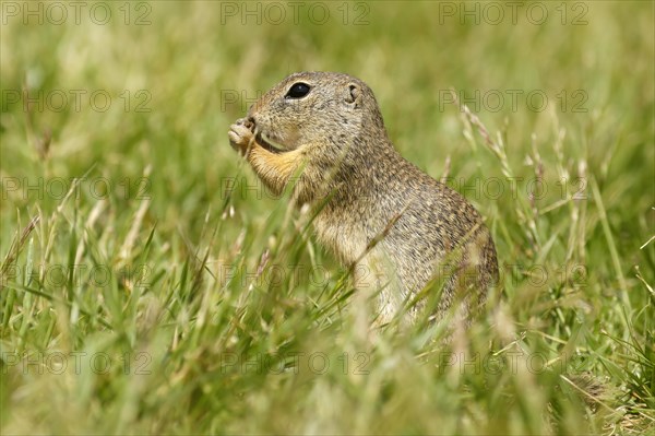 Gopher